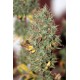 Wedding Cake Auto Feminised Seeds