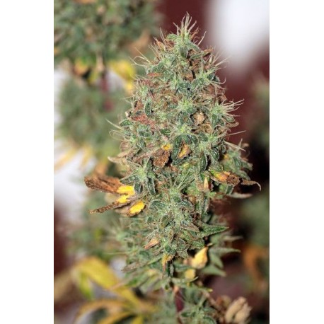 Wedding Cake Auto Feminised Seeds