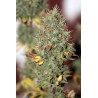 Wedding Cake Auto Feminised Seeds