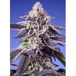 Permanent Jealousy XL Auto 5 STK.