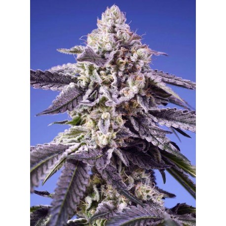 Permanent Jealousy XL Auto 5 STK.