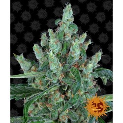 LAUGHING BUDDHA 2 stk