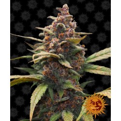 Ayahuasca Purple Feminised Seeds