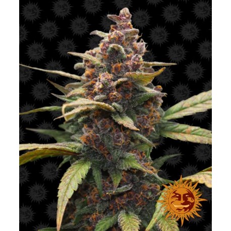 Ayahuasca Purple Feminised Seeds