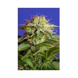 Gorilla Girl Fast 3+1