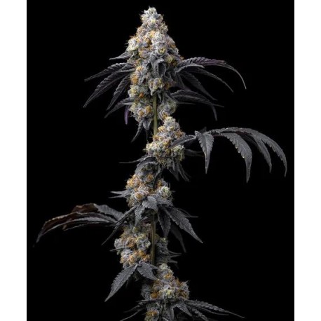 Rainbow Sherbet 3 stk.