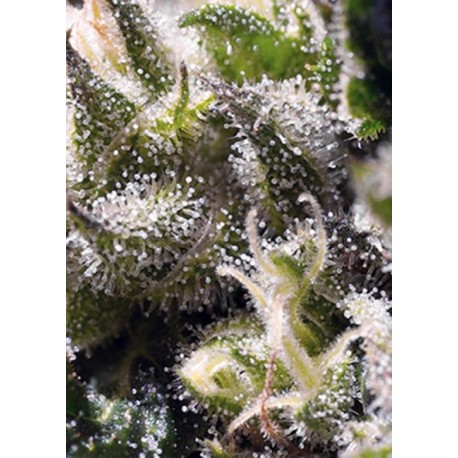 Cream Caramel Auto 3+1