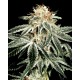White Widow 5 stk. Feminiest