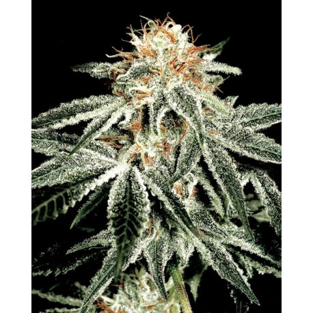 White Widow 5 stk. Feminiest