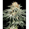 White Widow 5 stk. Feminiest