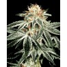 White Widow 5 stk. Feminiest