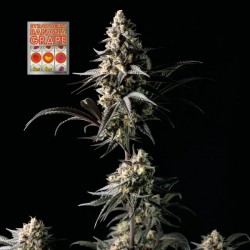 Strawberry Banana Grape Feminised Seeds 3 stk.