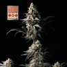 Strawberry Banana Grape Feminised Seeds 3 stk.