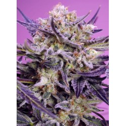 Pink Guava F1 Fast Version 3 + 1