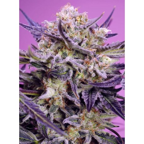 Pink Guava F1 Fast Version 3 + 1