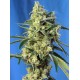 Sweet Amnesia Haze 3+1