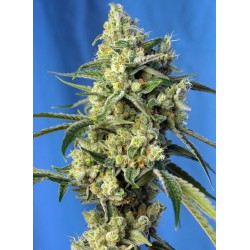 Sweet Amnesia Haze 3+1
