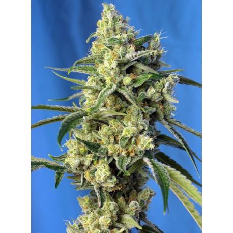 Sweet Amnesia Haze 3+1