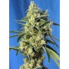 Sweet Amnesia Haze 3+1