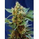 Cream Mandarine XL Auto 3+1
