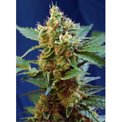 Cream Mandarine XL Auto 3+1