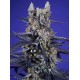Super Boof XL Auto 3+1