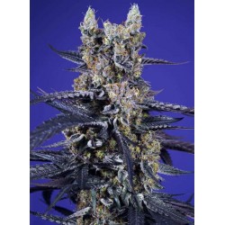 Super Boof XL Auto 3+1