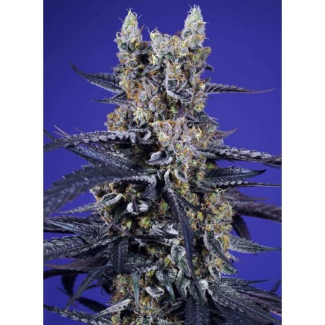 Super Boof XL Auto 3+1