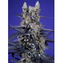 Super Boof XL Auto 3+1