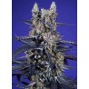 Super Boof XL Auto 3+1