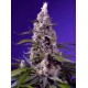 Banana Cream Cake XL Auto 3+1