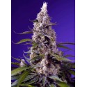 Banana Cream Cake XL Auto 3+1