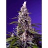 Banana Cream Cake XL Auto 3+1