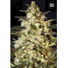 The Doctor seeds feminiest